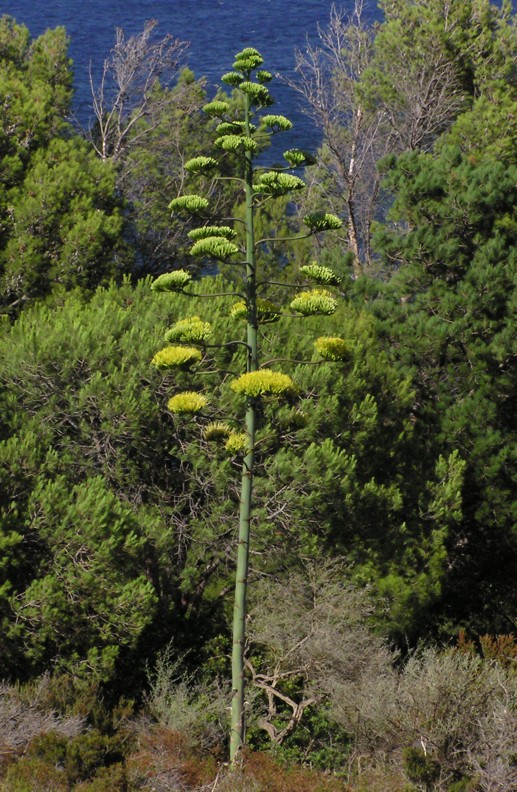 Agave americana